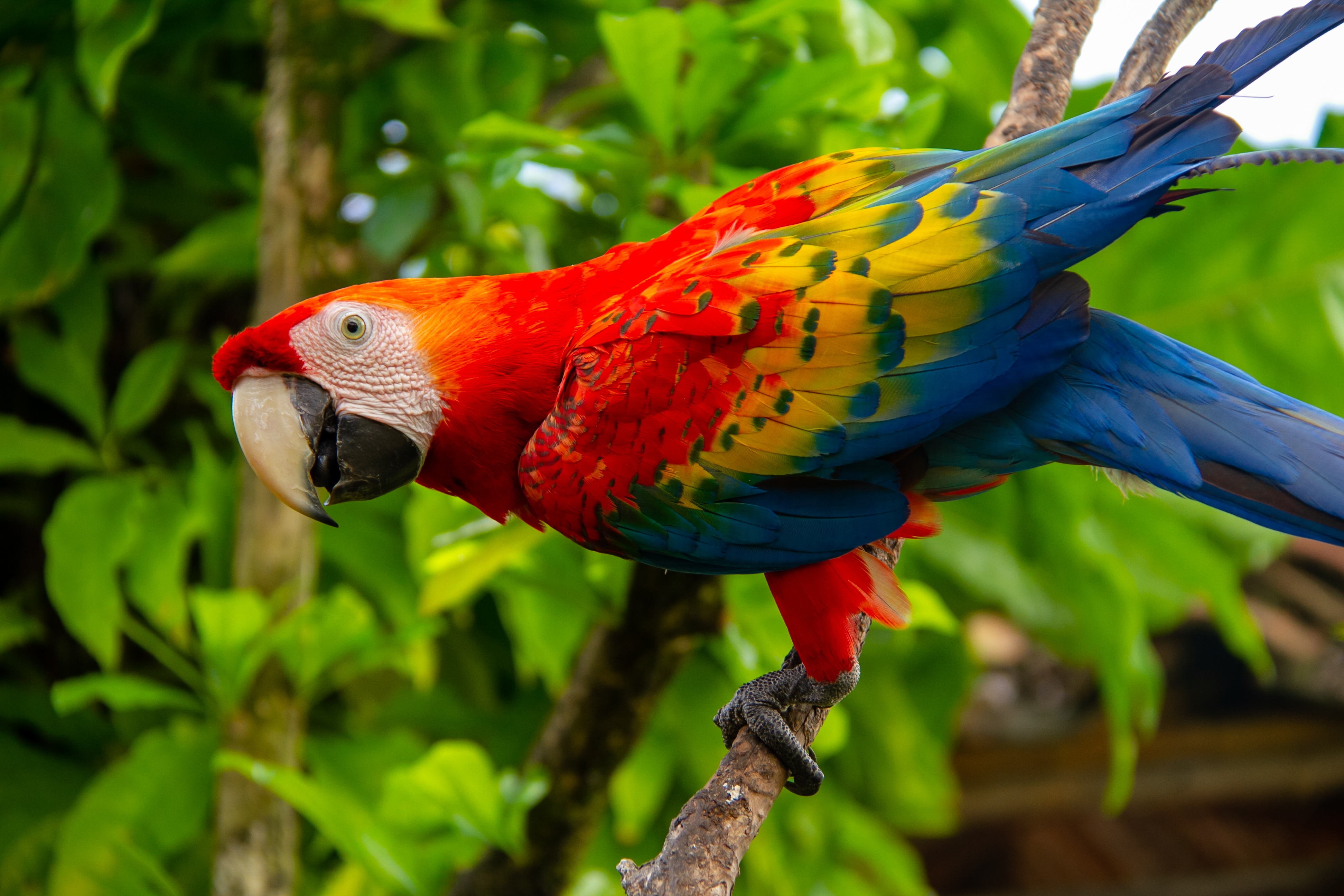 Vuelos a Tarapoto